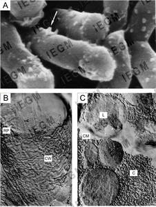 Propane-grown R. ruber cells under scanning electron microscope (A) and their chips obtained by cryofractography (B, C)