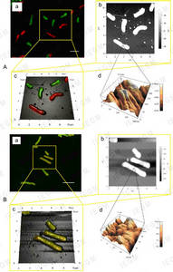 CLSM (a), AFM (b), and AFM-CLSM (c) images and an AFM image of the cell surface (d) of R. ruber IEGM 231 after 24-h incubation with (B) or without (A) acetone