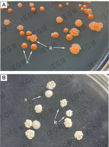 Dissociation of nutrient agar-grown Rhodococcus colonies into S- and R-forms