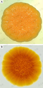 Macrocolony of R. ruber IEGM 231 on nutrient agar