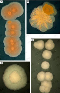 Colonies of R. aetherivorans IEGM 1250 (A, B) and R. opacus IEGM 261 (C, D) on mineral salts agar with n-hexadecane