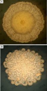 Colonies of R. ruber IEGM 231 on mineral salts agar in the presence of propane (A), and colonies of R. pyridinivorans IEGM 1142 in the presence of n-hexadecane (B)